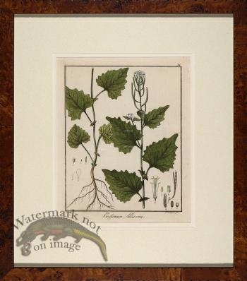 Hayne's Botanical in Burl 02